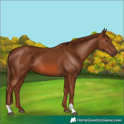 Horse Color:Chestnut 