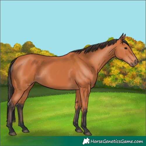 Horse Color:Bay 