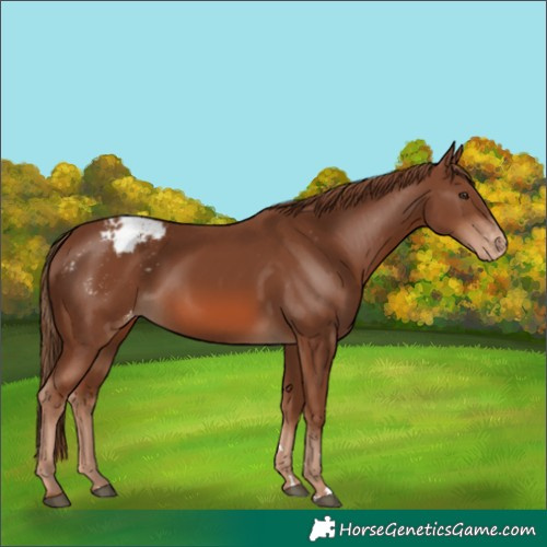 Horse Color:Chestnut Varnish 