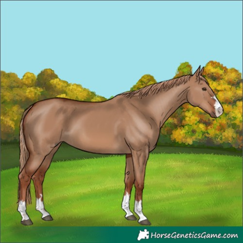 Horse Color:Red Dun 