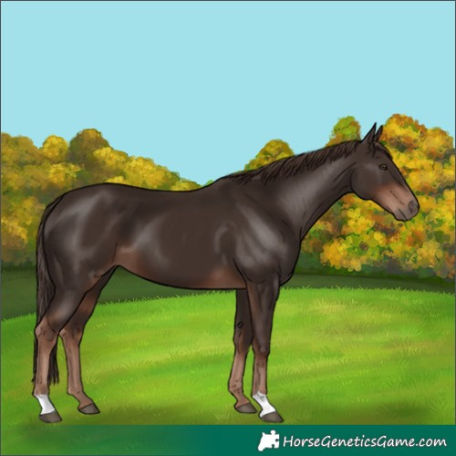 Horse Color:Liver Chestnut