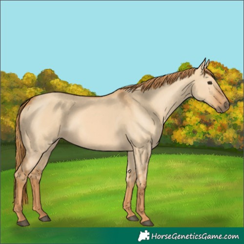 Horse Color:Red Dun 