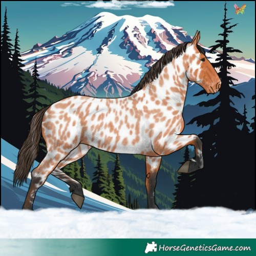 Horse Color:Bay Roan Near Leopard