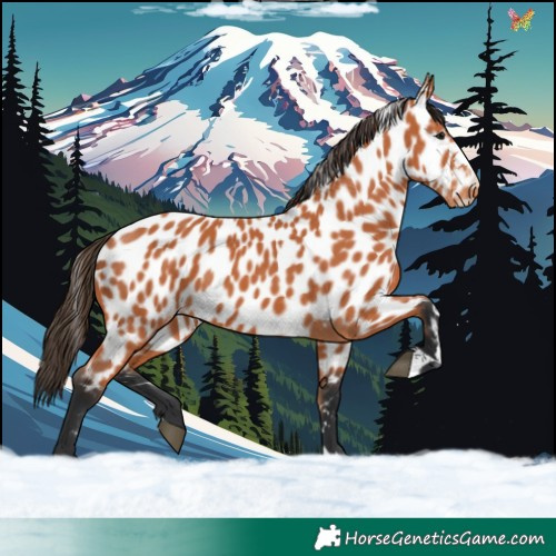 Horse Color:Bay Near Leopard