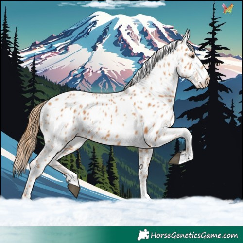 Horse Color:Chestnut Appaloosa