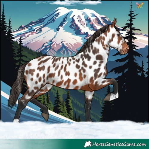 Horse Color:Bay Appaloosa