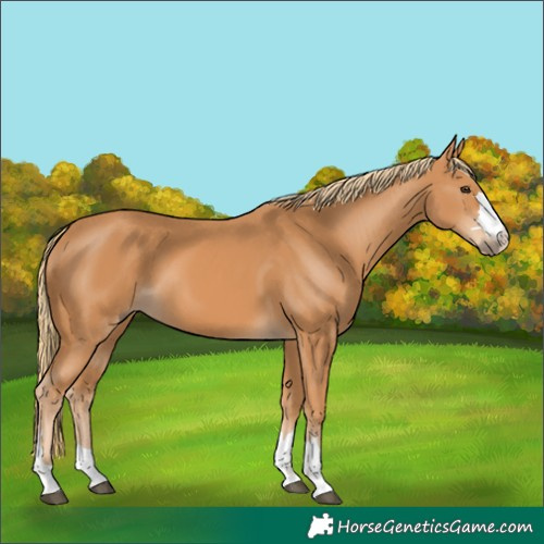 Horse Color:Chestnut 