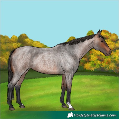 Horse Color:Bay Roan