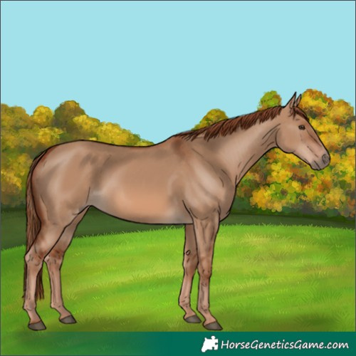 Horse Color:Red Dun 