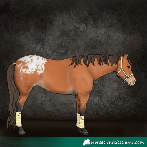 Horse Color:Bay Appaloosa 