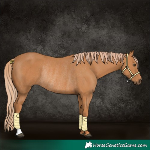 Horse Color:Chestnut Rabicano 