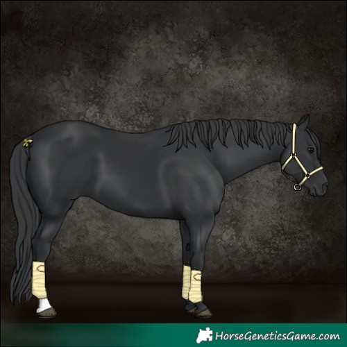 Horse Color:Black 