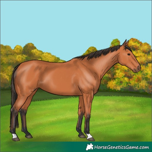 Horse Color:Bay 