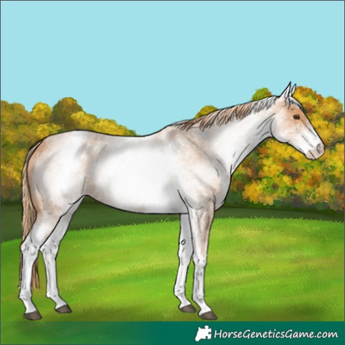 Horse Color:White Spotted Red Roan 