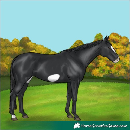 Horse Color:Black Frame