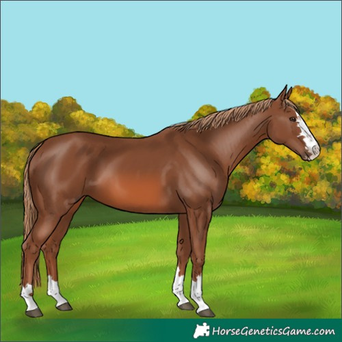 Horse Color:Chestnut 