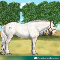 Horse Color:Cremello Frame Appaloosa
