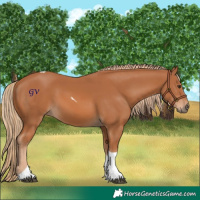 Horse Color:Chestnut Tobiano 