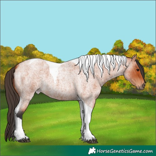 Horse Color:Bay Roan Tobiano 