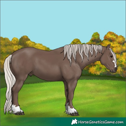 Horse Color:Unknown 