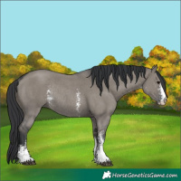 Horse Color:Grullo Sabino Rabicano