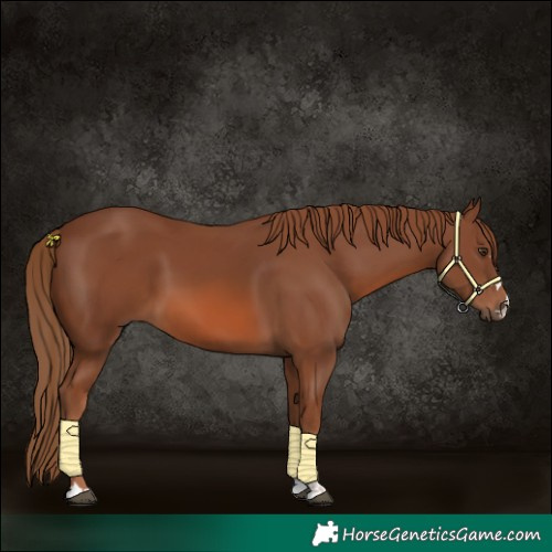 Horse Color:Chestnut 