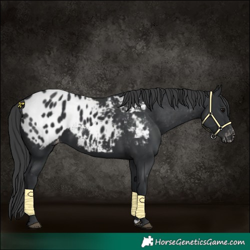 Horse Color:Black Blanket 