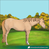 Horse Color:Gold Champagne