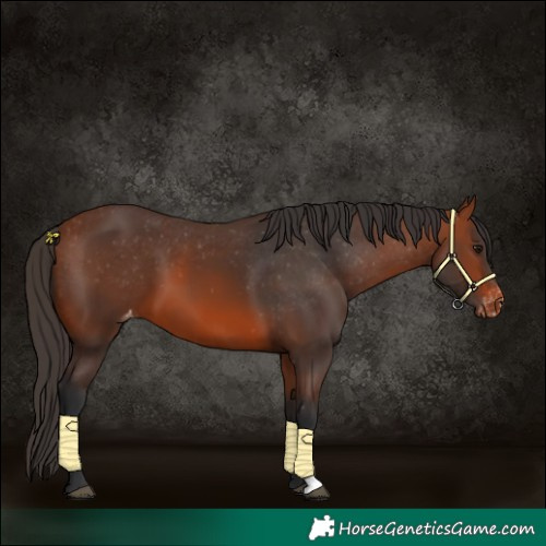 Horse Color:Bay Appaloosa 