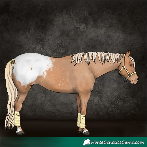 Horse Color:Chestnut Snowcap 