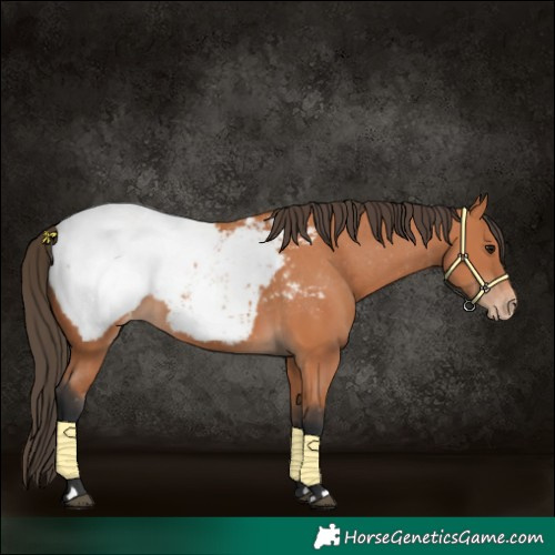 Horse Color:Bay Snowcap 