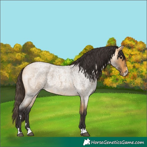 Horse Color:Buckskin Roan