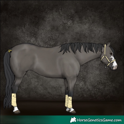Horse Color:Grullo 