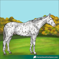 Horse Color:Grullo Leopard 