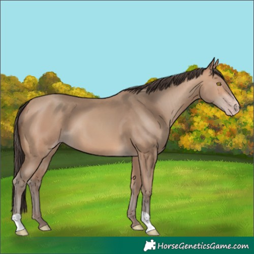 Horse Color:Amber Champagne 