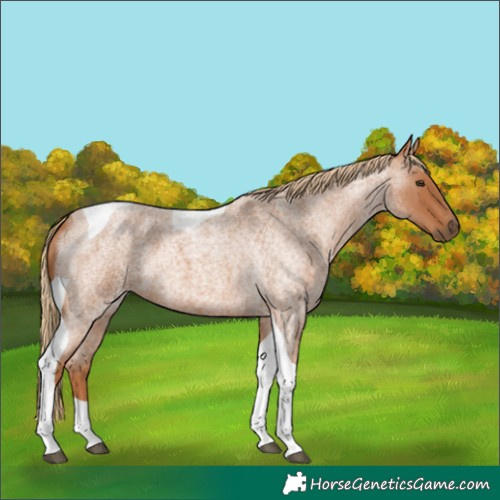 Horse Color:Red Roan Tobiano
