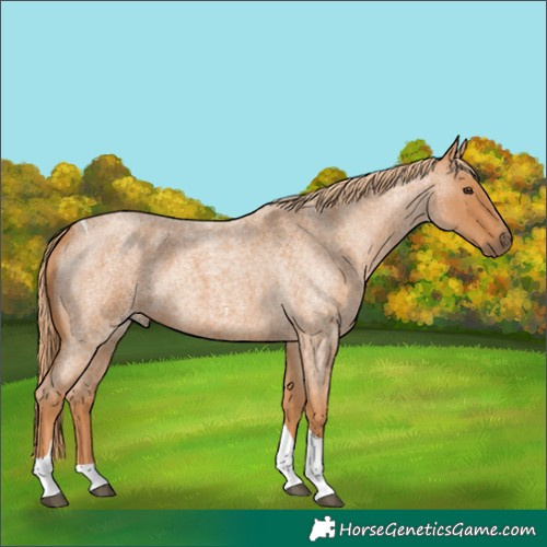 Horse Color:Red Roan Tobiano 