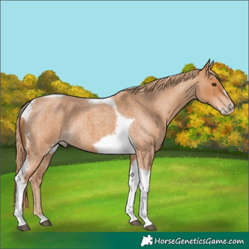 Horse Color:Red Roan Tobiano Frame 