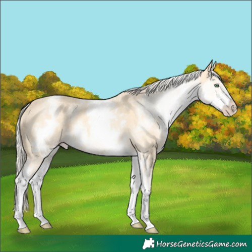 Horse Color:White Spotted Gold Cream Champagne 