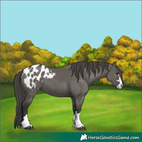 Horse Color:Grullo Appaloosa 