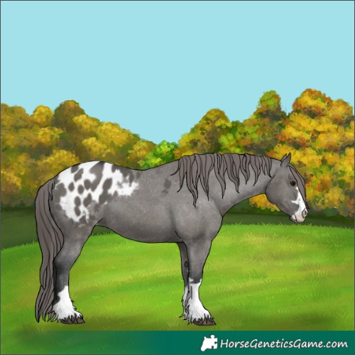 Horse Color:Grullo Blanket 