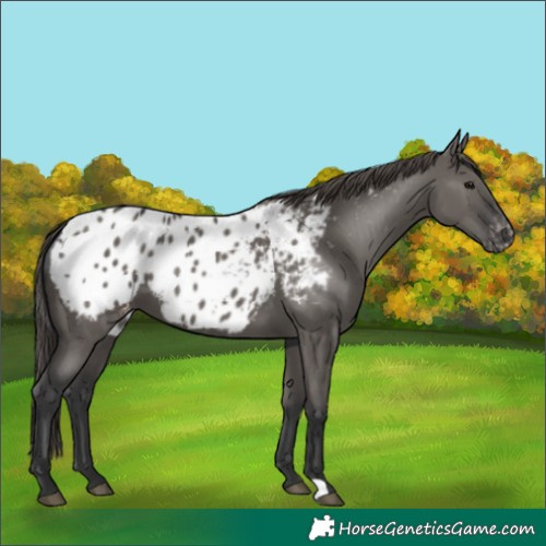 Horse Color:Grullo Blanket