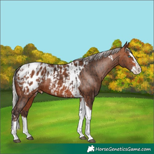 Horse Color:Brown Splash Tobiano Appaloosa and Silver Brown Splash Tobiano Appaloosa