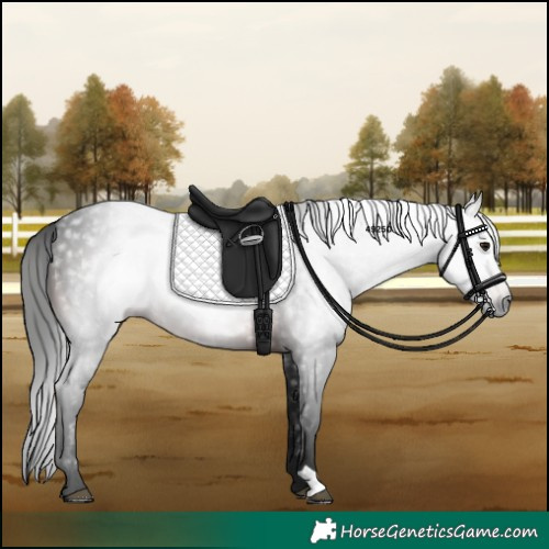 Horse Color:Gray Bay 