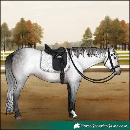 Horse Color:Gray Bay