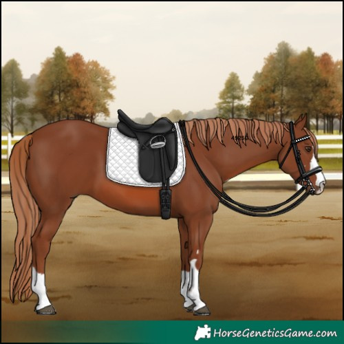 Horse Color:Chestnut 