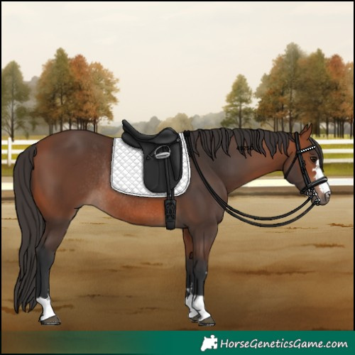 Horse Color:Bay Rabicano