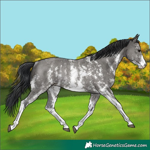 Horse Color:Grullo Sabino Rabicano