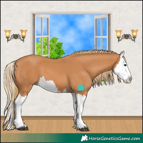 Horse Color:Chestnut Splash 