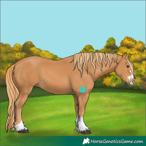 Horse Color:Chestnut Splash 